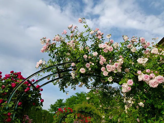 trellis flowers. alert1 medical alert systems